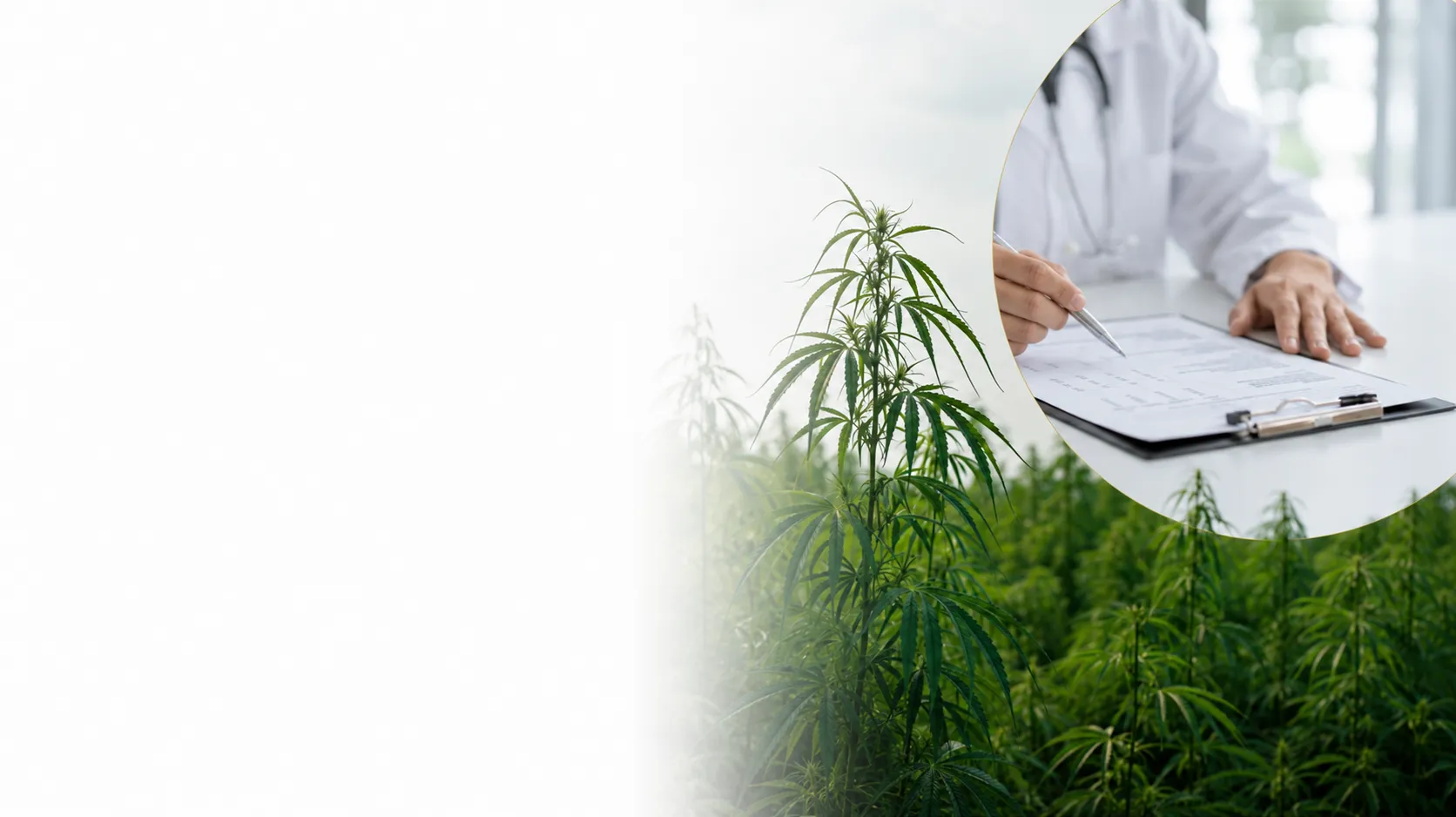 Acesso seguro ao tratamento com Cannabis medicinal