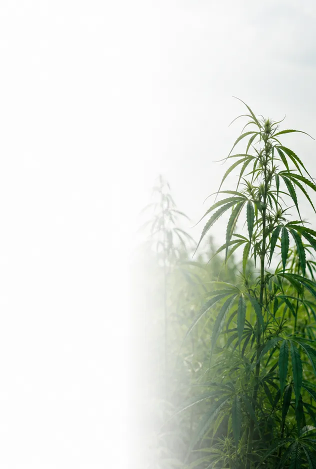 Acesso seguro ao tratamento com Cannabis medicinal