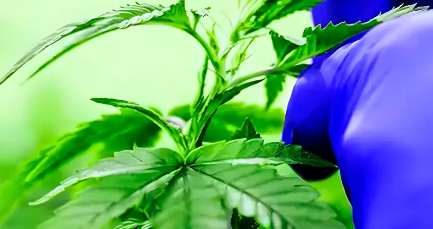 Estudo Revela que CBD Supera THC no Controle da Ansiedade