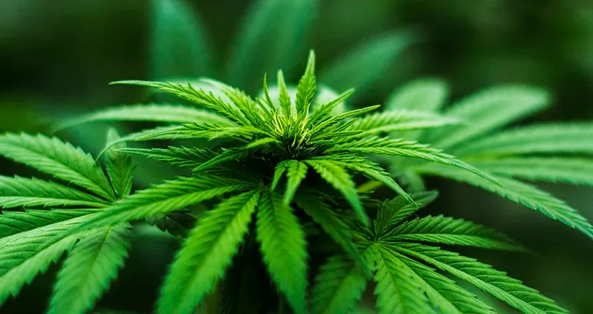 Desvendando a Cannabis medicinal